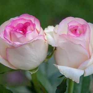 Meet your Posher, Susana